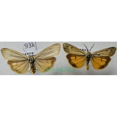 Coscinia striata (Linnaeus, 1758) pair France93k